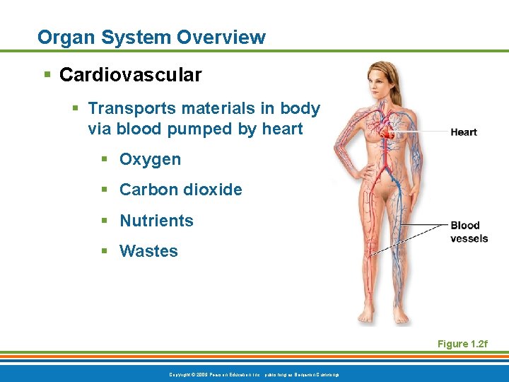 Organ System Overview § Cardiovascular § Transports materials in body via blood pumped by