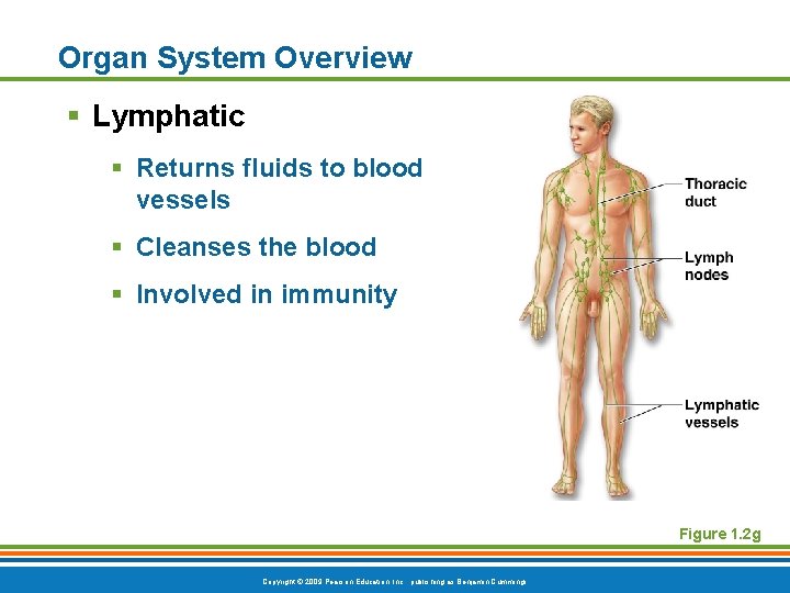 Organ System Overview § Lymphatic § Returns fluids to blood vessels § Cleanses the