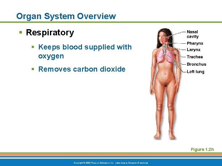 Organ System Overview § Respiratory § Keeps blood supplied with oxygen § Removes carbon