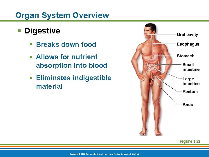 Organ System Overview § Digestive § Breaks down food § Allows for nutrient absorption