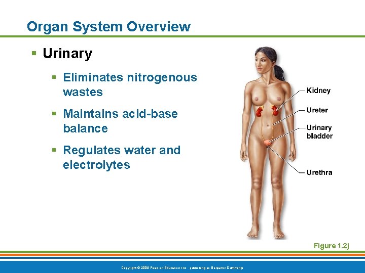 Organ System Overview § Urinary § Eliminates nitrogenous wastes § Maintains acid-base balance §