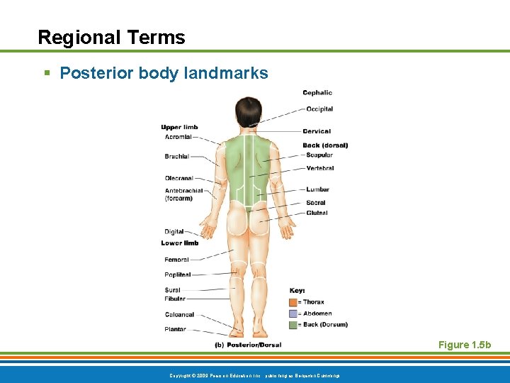 Regional Terms § Posterior body landmarks Figure 1. 5 b Copyright © 2009 Pearson