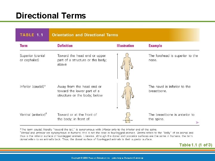 Directional Terms Table 1. 1 (1 of 3) Copyright © 2009 Pearson Education, Inc.