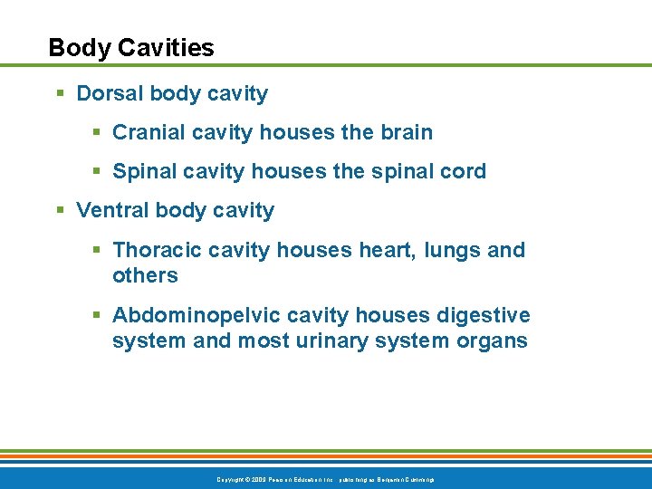Body Cavities § Dorsal body cavity § Cranial cavity houses the brain § Spinal