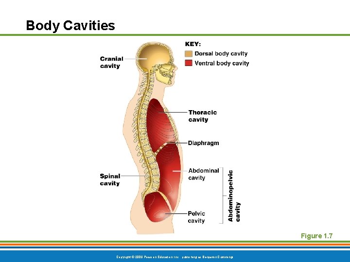 Body Cavities Figure 1. 7 Copyright © 2009 Pearson Education, Inc. , publishing as
