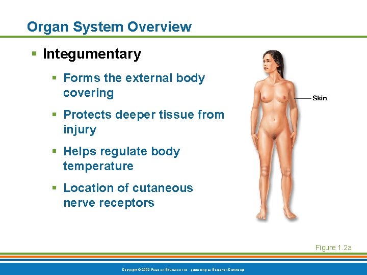 Organ System Overview § Integumentary § Forms the external body covering § Protects deeper