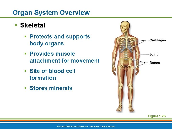 Organ System Overview § Skeletal § Protects and supports body organs § Provides muscle