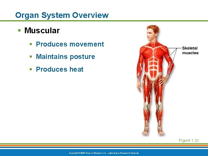 Organ System Overview § Muscular § Produces movement § Maintains posture § Produces heat