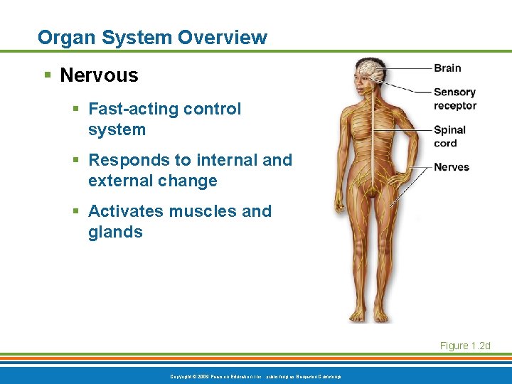 Organ System Overview § Nervous § Fast-acting control system § Responds to internal and