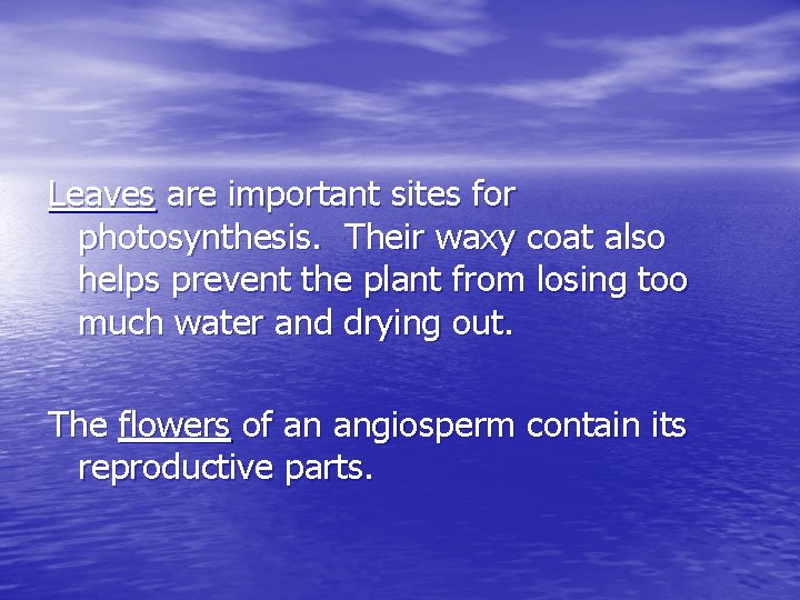 Leaves are important sites for photosynthesis. Their waxy coat also helps prevent the plant