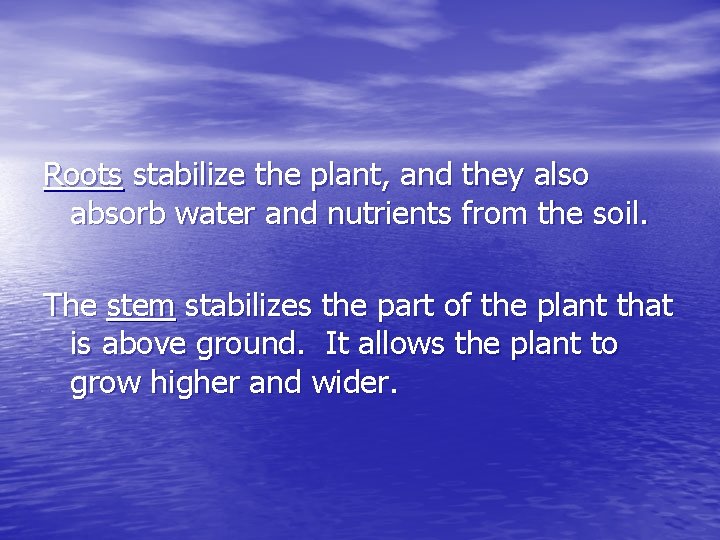 Roots stabilize the plant, and they also absorb water and nutrients from the soil.
