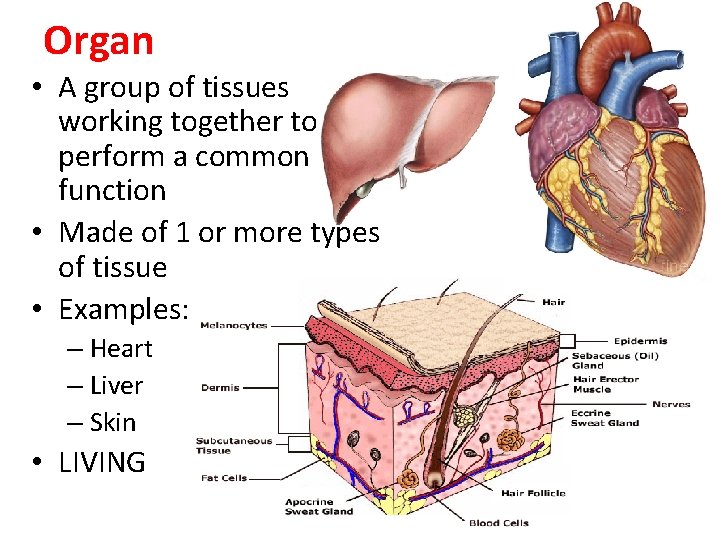 Organ • A group of tissues working together to perform a common function •