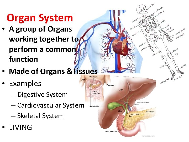 Organ System • A group of Organs working together to perform a common function
