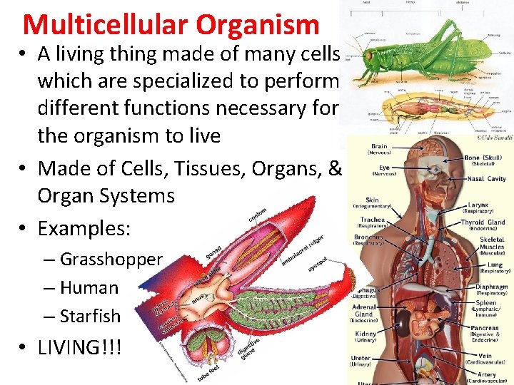 Multicellular Organism • A living thing made of many cells which are specialized to