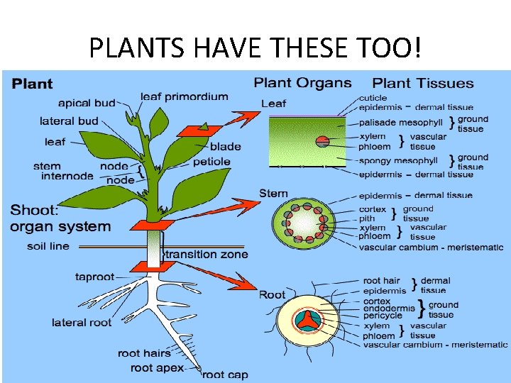 PLANTS HAVE THESE TOO! 