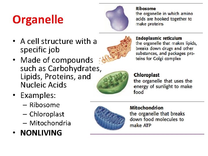 Organelle • A cell structure with a specific job • Made of compounds such