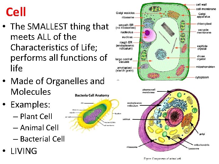 Cell • The SMALLEST thing that meets ALL of the Characteristics of Life; performs