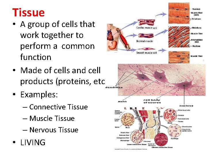Tissue • A group of cells that work together to perform a common function