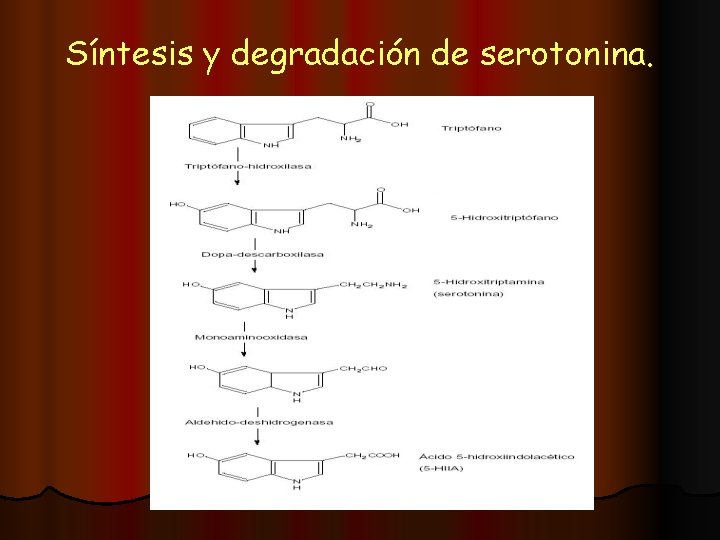 Síntesis y degradación de serotonina. 