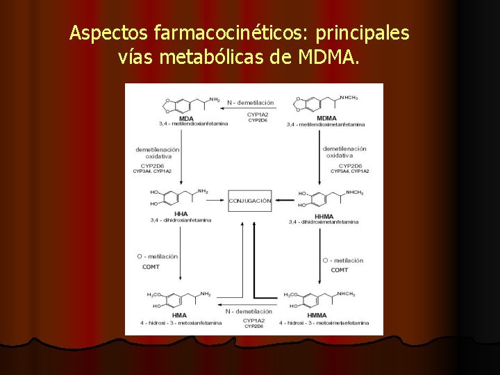 Aspectos farmacocinéticos: principales vías metabólicas de MDMA. 