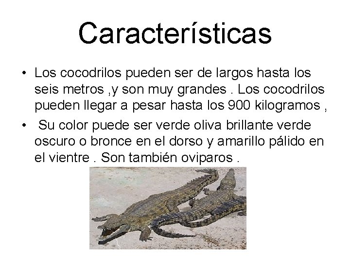 Características • Los cocodrilos pueden ser de largos hasta los seis metros , y