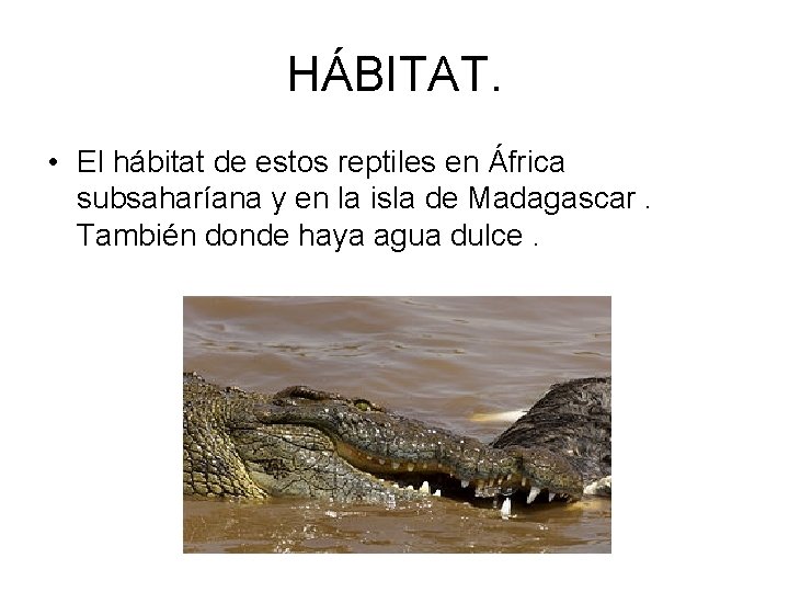 HÁBITAT. • El hábitat de estos reptiles en África subsaharíana y en la isla