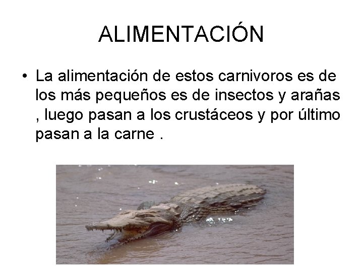 ALIMENTACIÓN • La alimentación de estos carnivoros es de los más pequeños es de