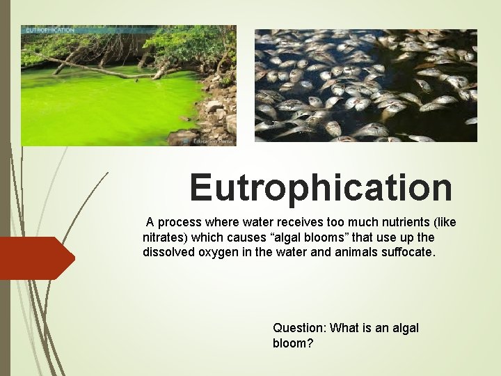 Eutrophication A process where water receives too much nutrients (like nitrates) which causes “algal