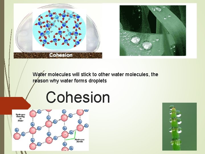 Water molecules will stick to other water molecules, the reason why water forms droplets