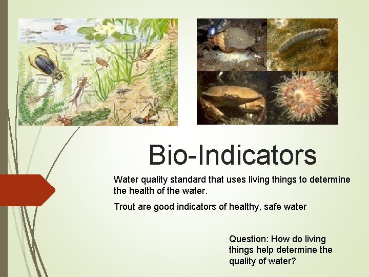 Bio-Indicators Water quality standard that uses living things to determine the health of the