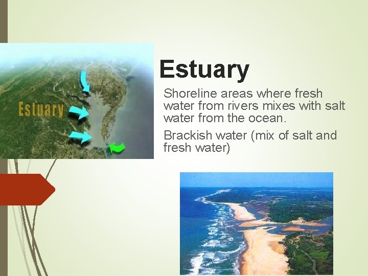 Estuary Shoreline areas where fresh water from rivers mixes with salt water from the