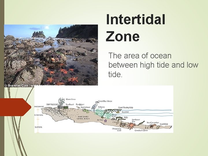 Intertidal Zone The area of ocean between high tide and low tide. 