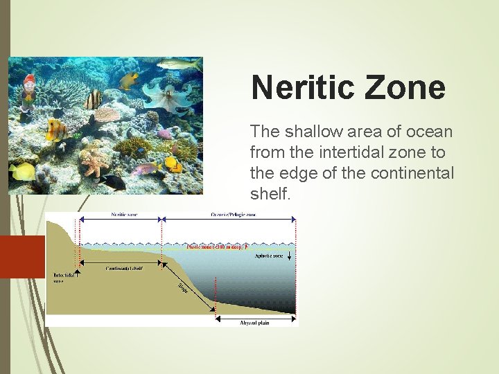 Neritic Zone The shallow area of ocean from the intertidal zone to the edge