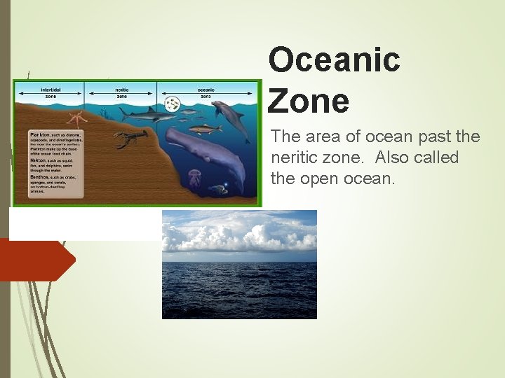 Oceanic Zone The area of ocean past the neritic zone. Also called the open