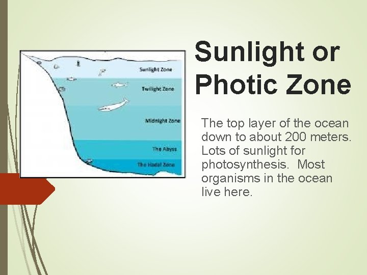 Sunlight or Photic Zone The top layer of the ocean down to about 200