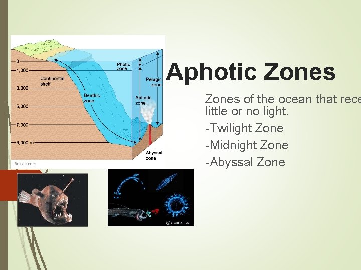 Aphotic Zones of the ocean that rece little or no light. -Twilight Zone -Midnight