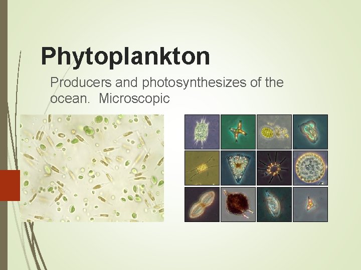 Phytoplankton Producers and photosynthesizes of the ocean. Microscopic 