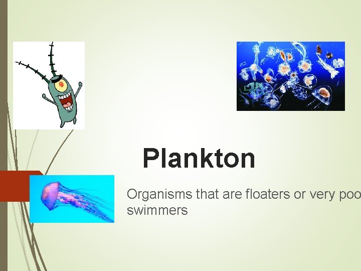 Plankton Organisms that are floaters or very poo swimmers 