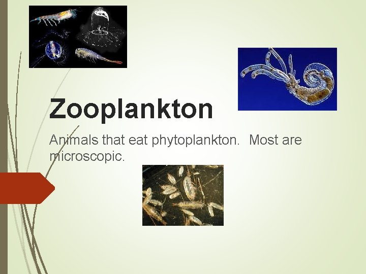 Zooplankton Animals that eat phytoplankton. Most are microscopic. 