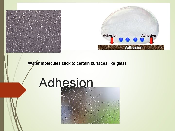 Water molecules stick to certain surfaces like glass Adhesion 