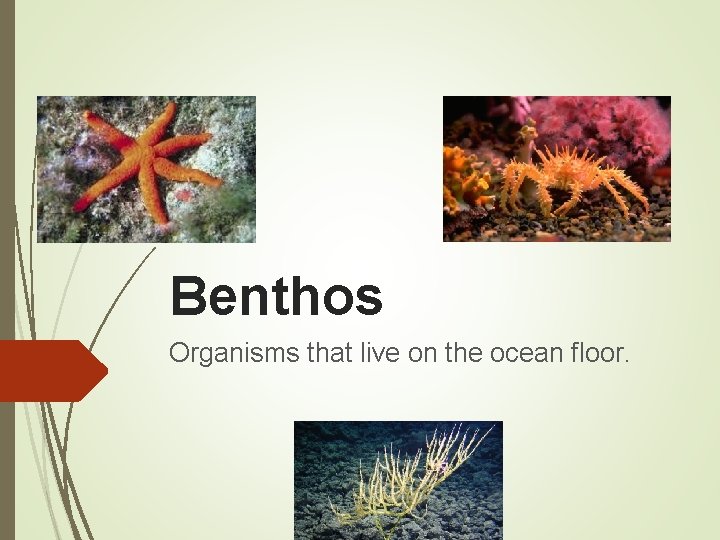 Benthos Organisms that live on the ocean floor. 