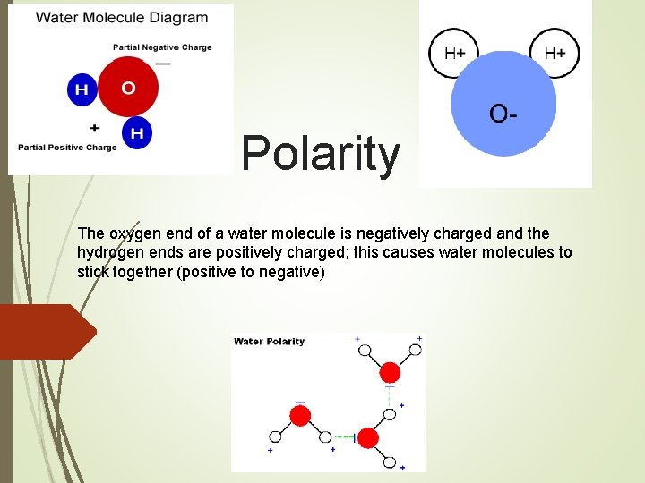 Polarity The oxygen end of a water molecule is negatively charged and the hydrogen