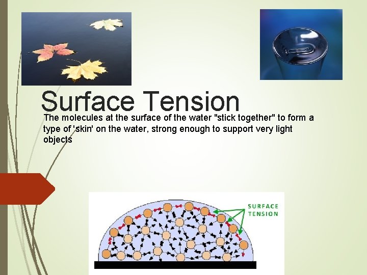 Surface Tension The molecules at the surface of the water "stick together" to form