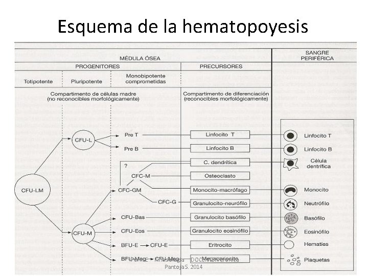 Esquema de la hematopoyesis IPCHILE - Kinesiologia DOCENTE: Veronica Pantoja S. 2014 