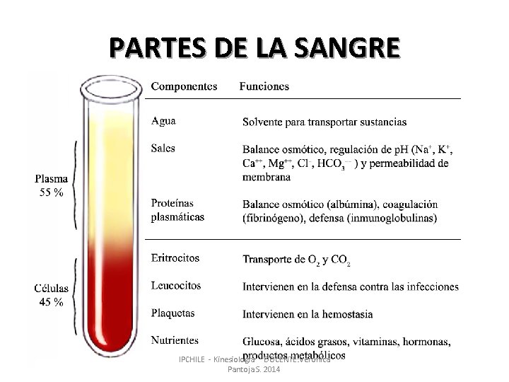 PARTES DE LA SANGRE IPCHILE - Kinesiologia DOCENTE: Veronica Pantoja S. 2014 