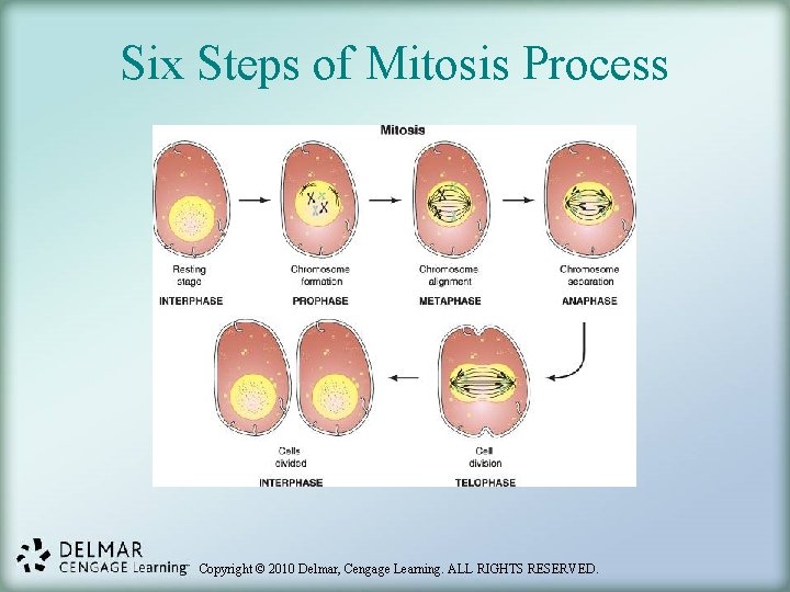 Six Steps of Mitosis Process Copyright © 2010 Delmar, Cengage Learning. ALL RIGHTS RESERVED.