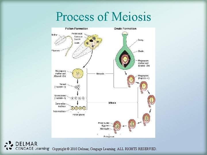 Process of Meiosis Copyright © 2010 Delmar, Cengage Learning. ALL RIGHTS RESERVED. 
