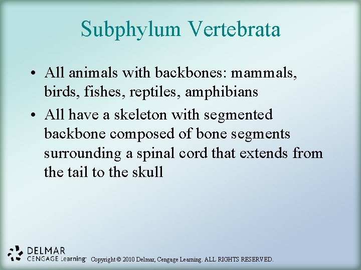 Subphylum Vertebrata • All animals with backbones: mammals, birds, fishes, reptiles, amphibians • All