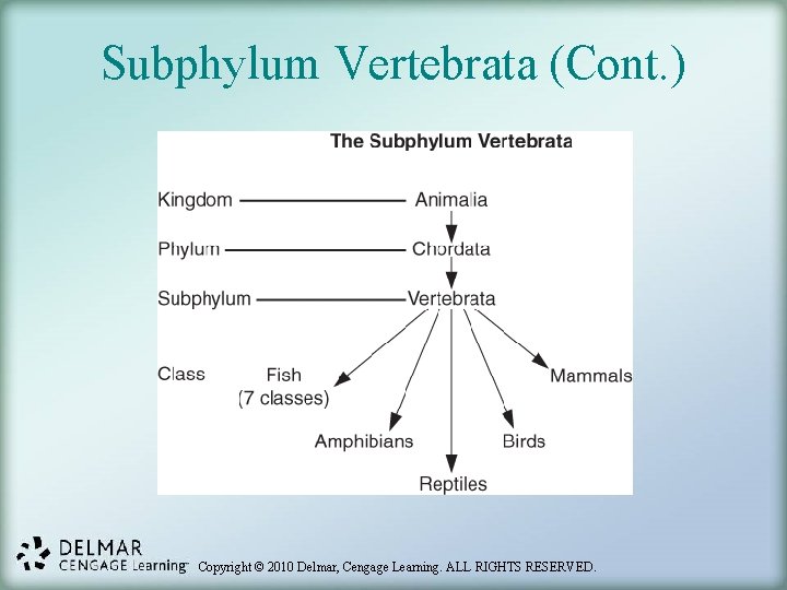 Subphylum Vertebrata (Cont. ) Copyright © 2010 Delmar, Cengage Learning. ALL RIGHTS RESERVED. 