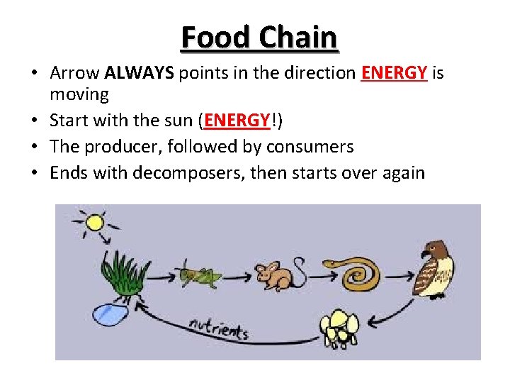 Food Chain • Arrow ALWAYS points in the direction ENERGY is moving • Start